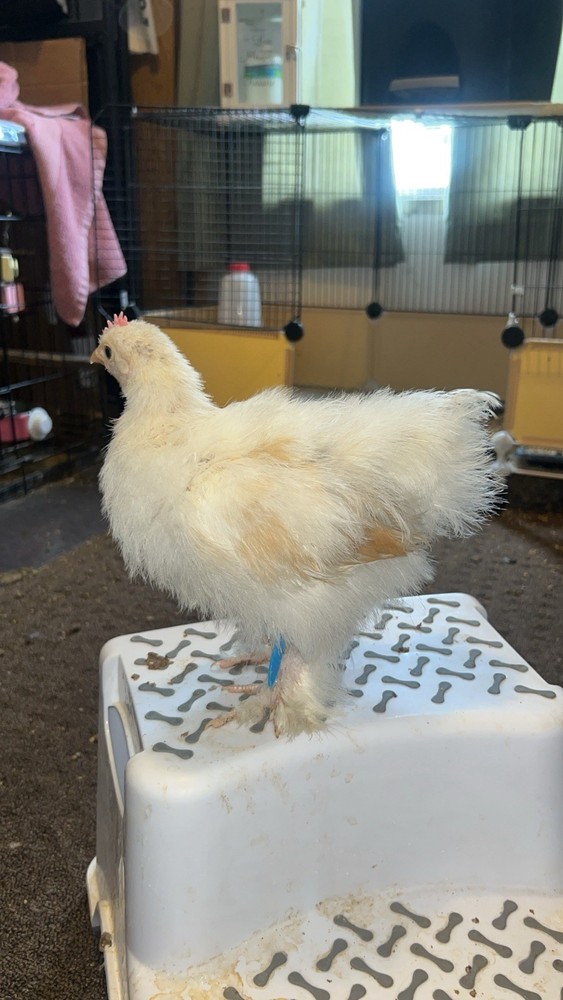 Bantam Cochin Eggs