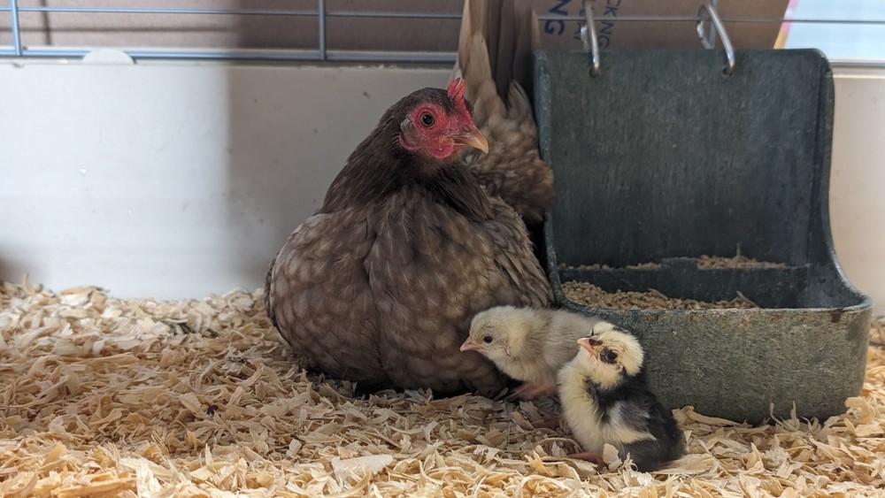 10++ eggs: Serama Bantam Chicken Hatching Eggs-Pocket, Teacup, Tiny