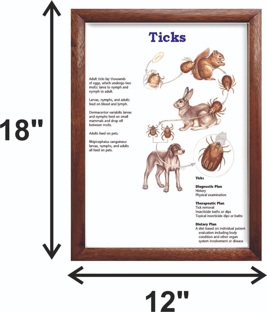 Ticks Chart 12x18 inches