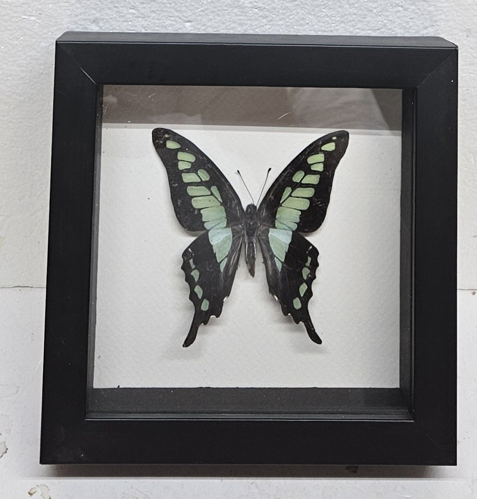 Real framed Glassy Bluebottle Swallowtail in custom shadowbox