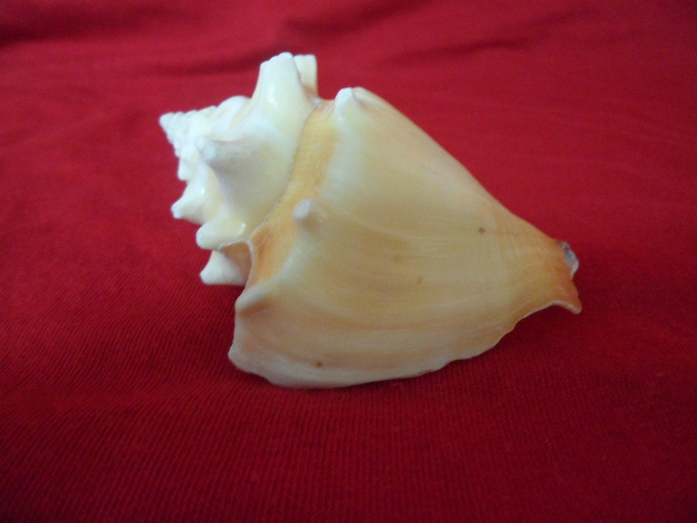 CONCH SHELL COBO Sea Shell Decor Beach RELIGION YORUBA IFA