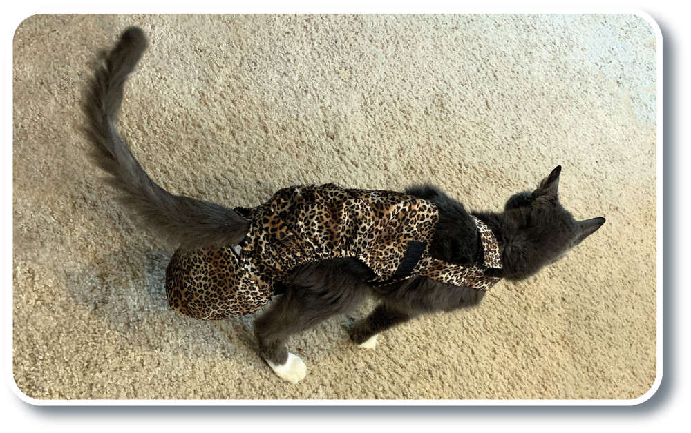 Dia-Purr cat diaper