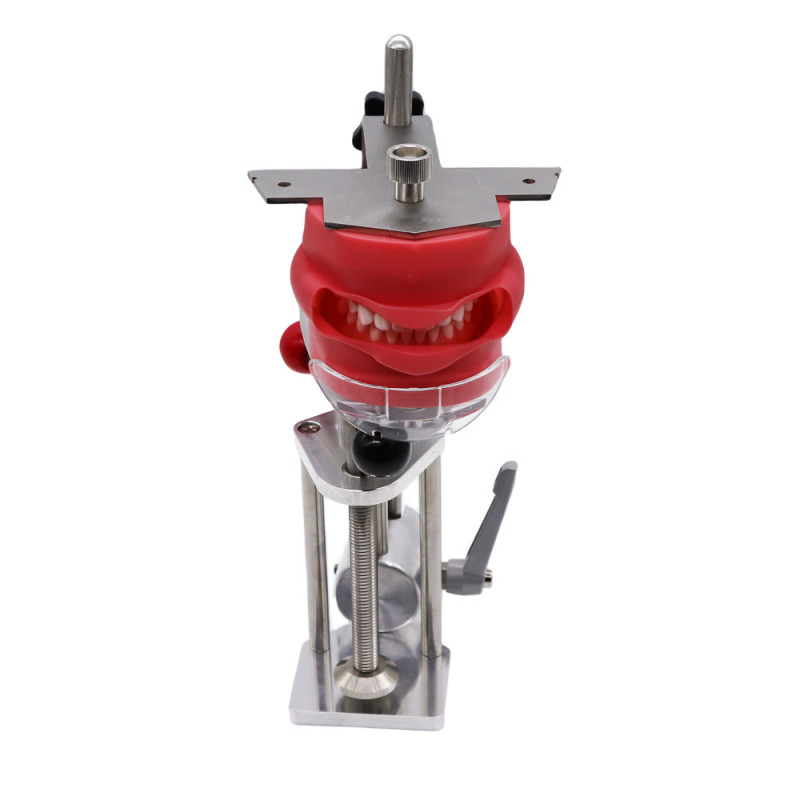 US Dental Simulator Mannequin Head Teeth Model Teaching Practicing Head Mold/