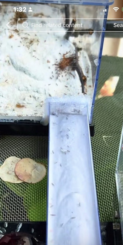 Formicarium