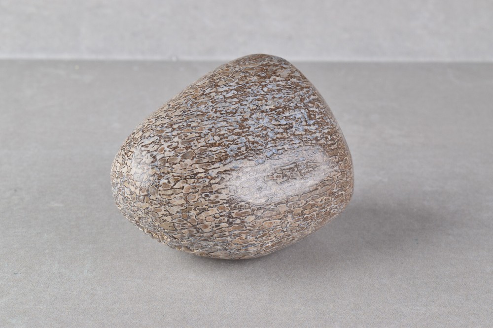Fossilized Dinosaur Bone Polished from Morocco 4.6 cm # 19754