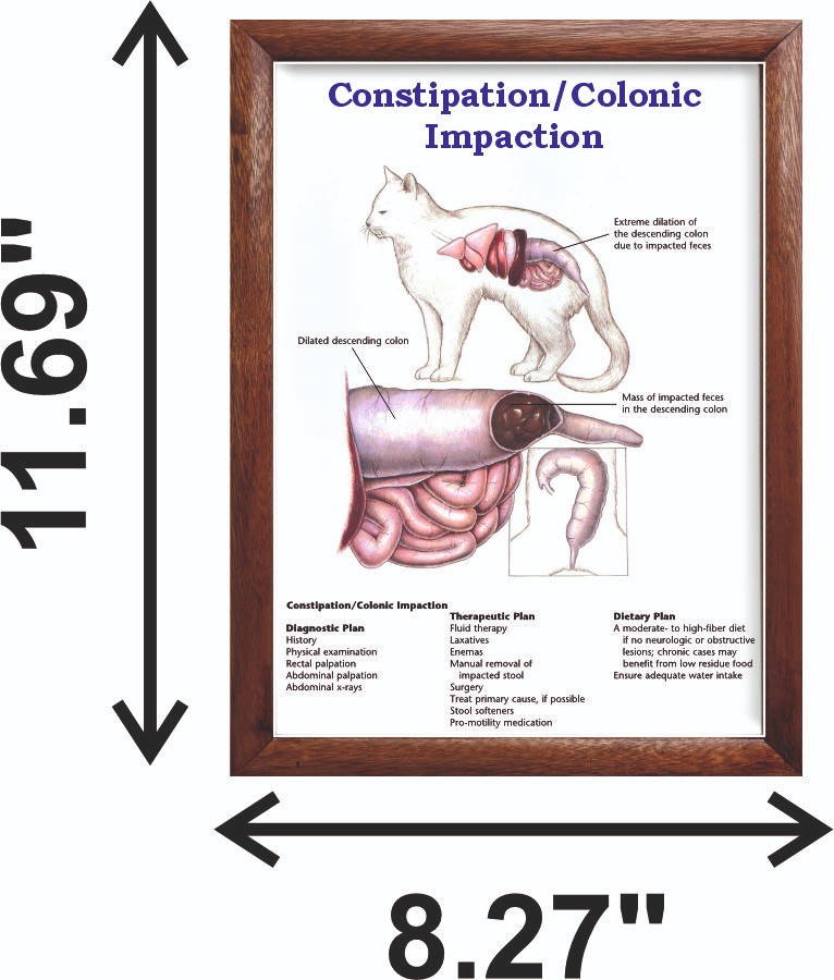 Constipation/Colonic Impaction Chart 12x18 inches