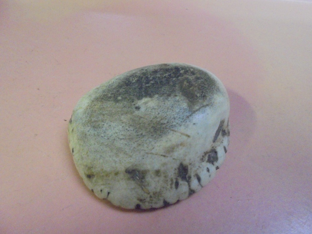 Vintage Large Elk antler burr  button