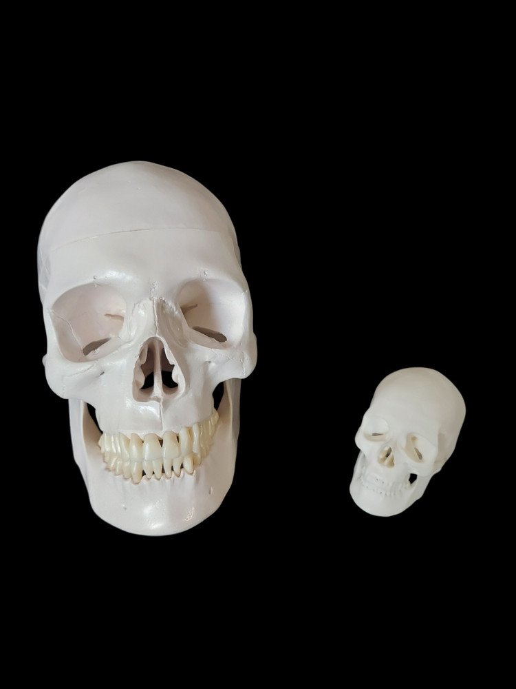 Mini Human Skull Replica – 3D Printed Bone Color Model – Realistic Gothic Decor
