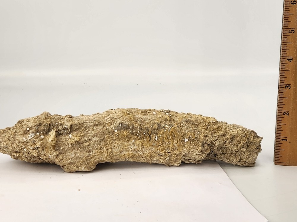 Petrified Wood Section - Florida