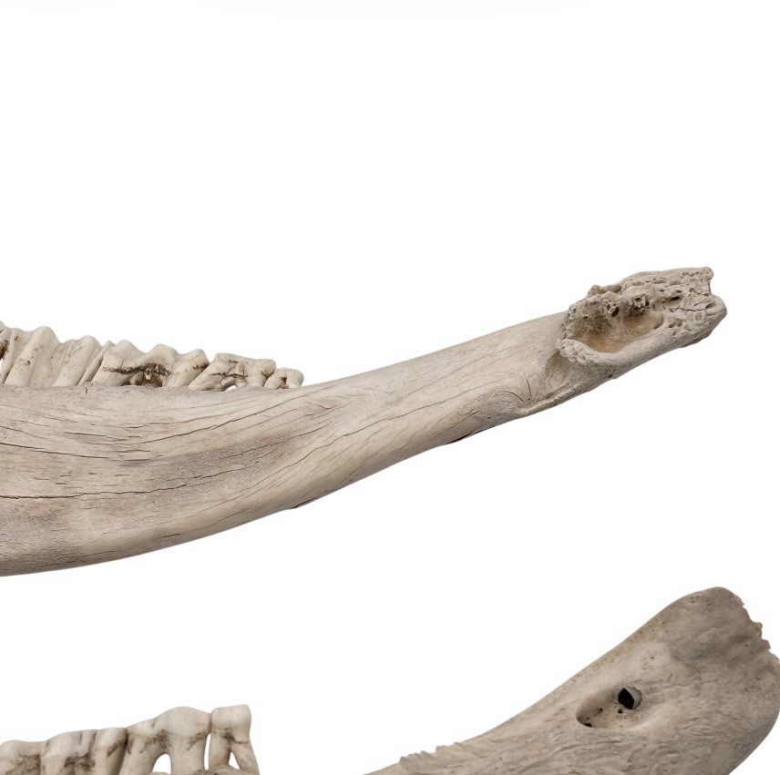 2 Bull Jaw Bones