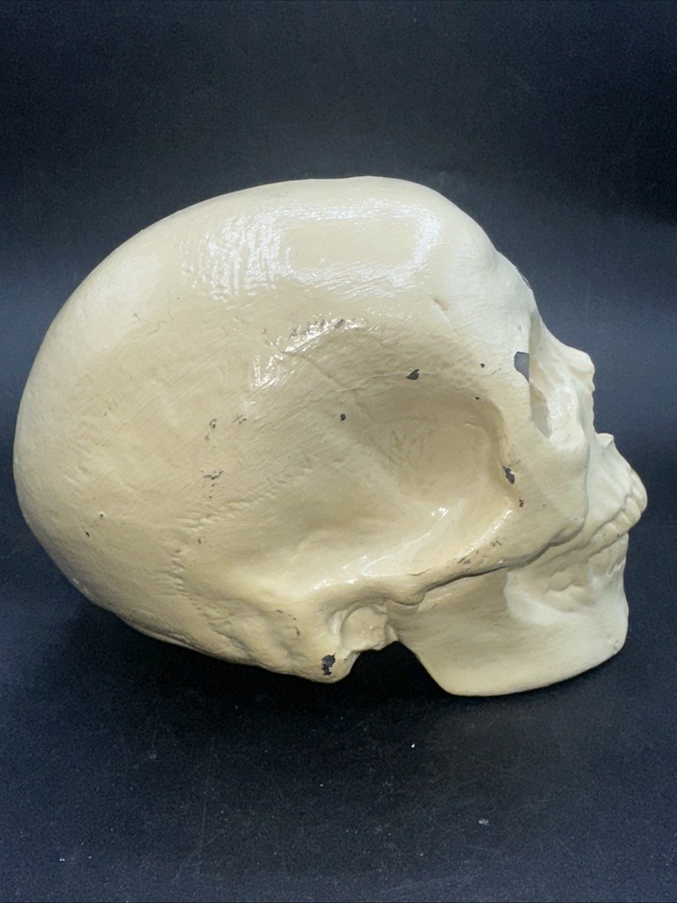 Painted cast Metal Skull