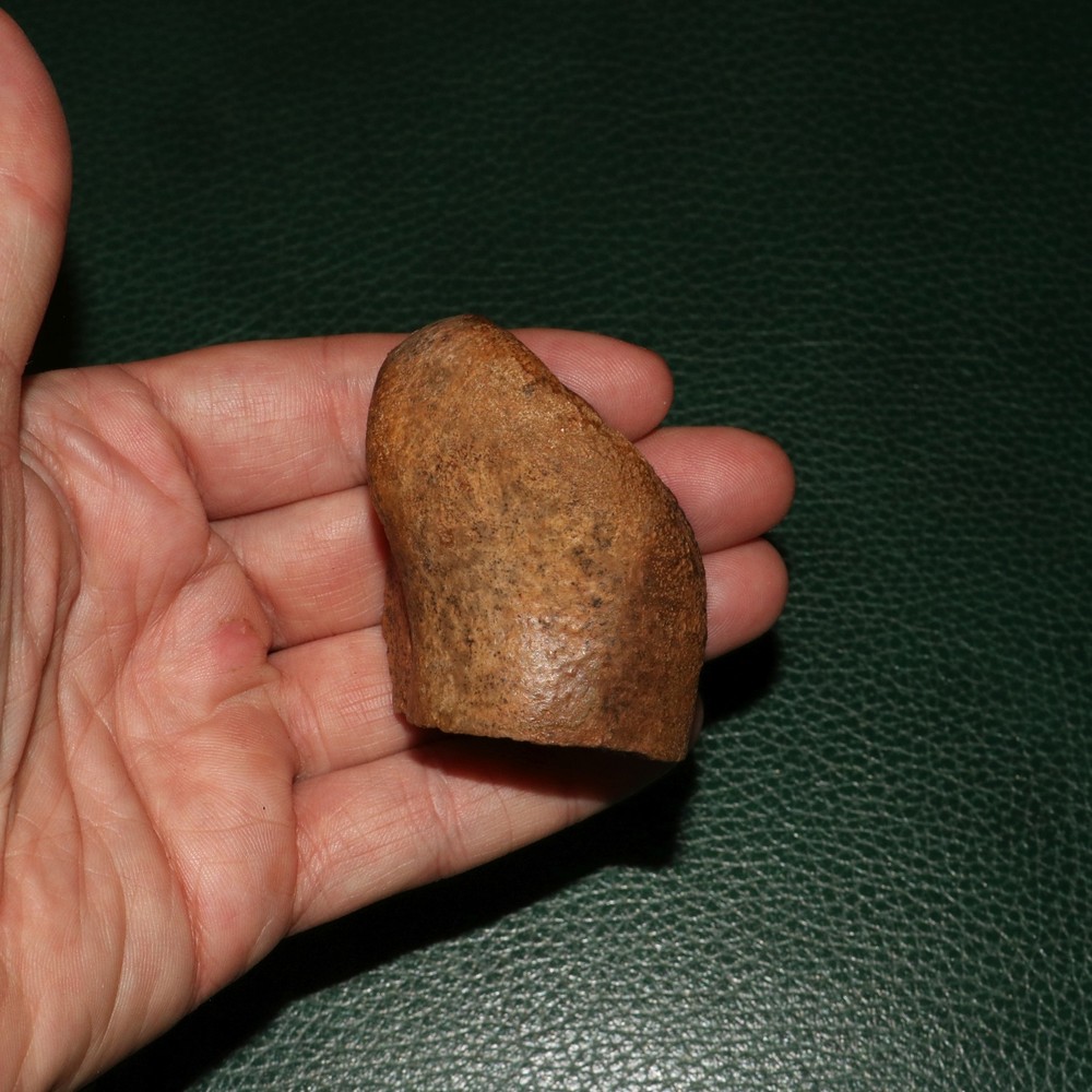 Edmontosaurus Toe Bone Half - Dinosaur Fossil Hell Creek Formation CRETACEOUS