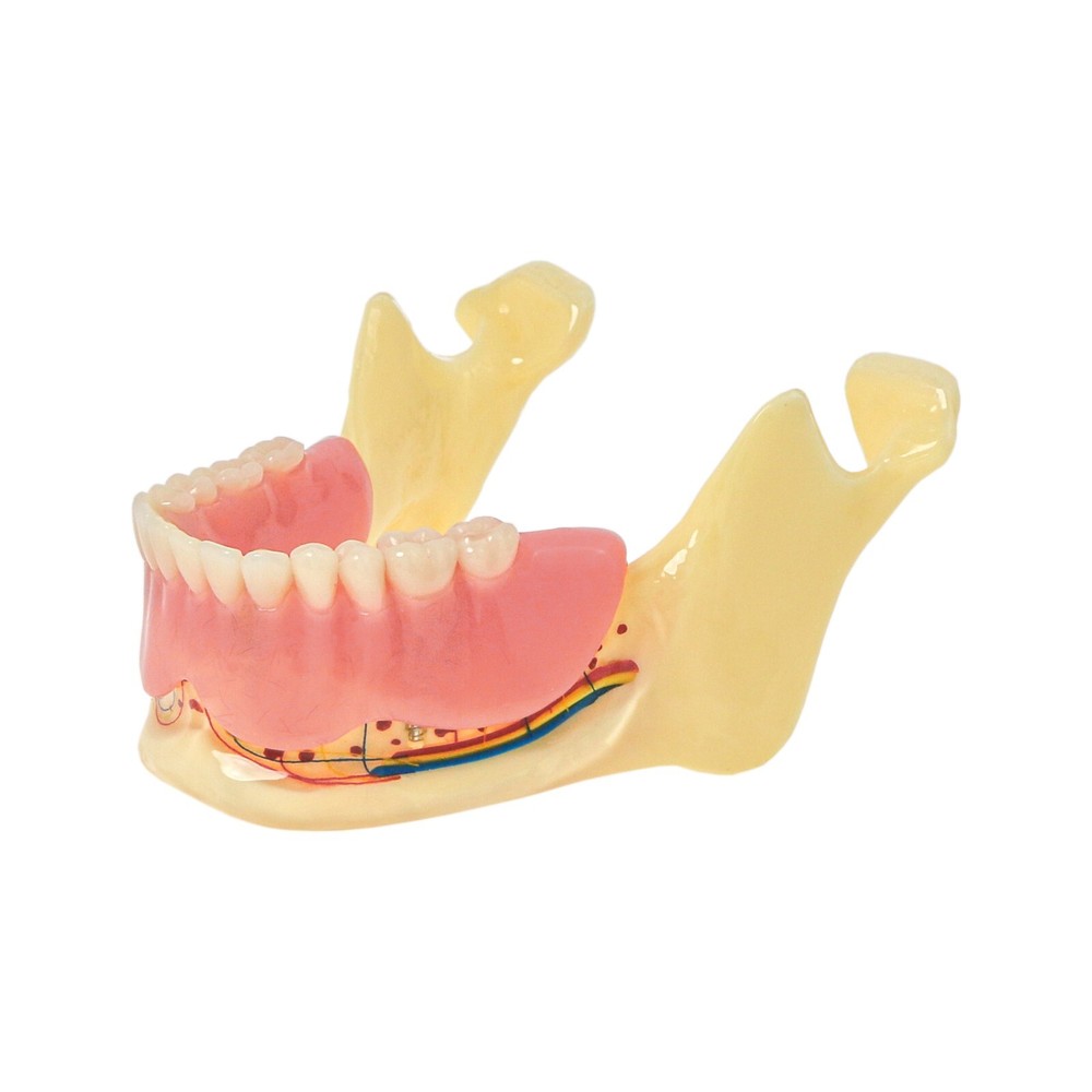 Dental Multi Typodont Teeth Model for Implant Pathological Restoration Practice