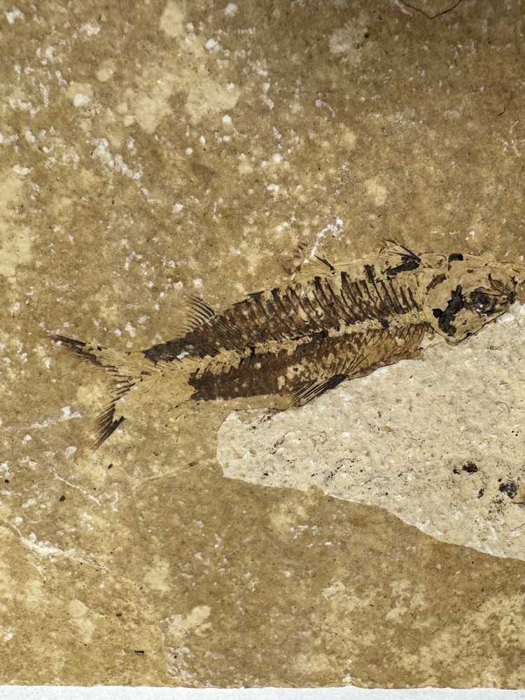 FOSSIL FISH SINGLE PLATE #5