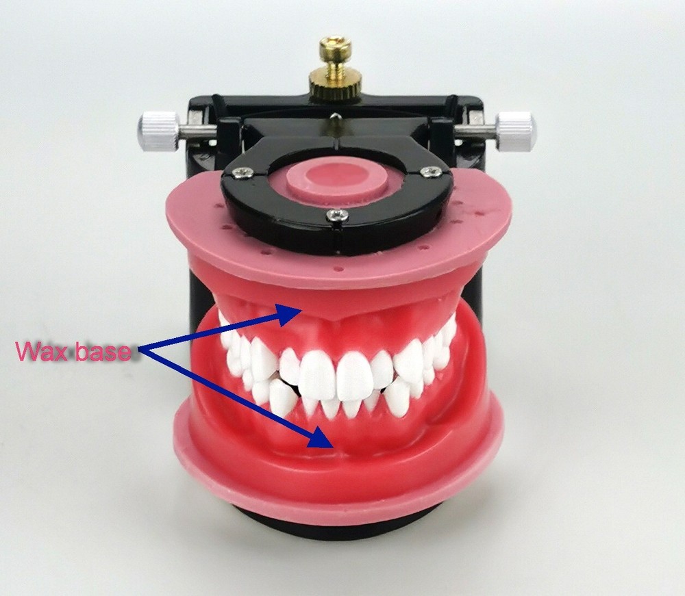 Reusable Dental Typodont Orthodontics Model Wax Teeth Training Practice