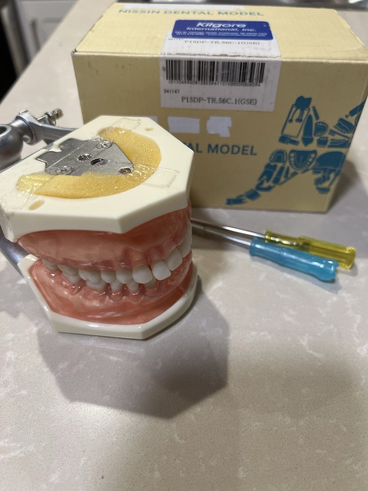 Dental Model