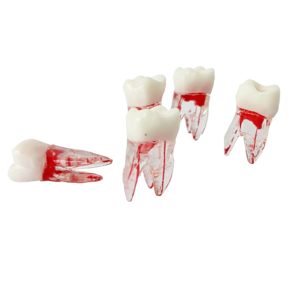 Dentist Dental Plastic Teeth Tooth Molar Teaching Analysis Model for Study