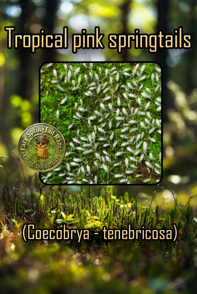 "Micro Feeders" 100+ (L.A.G)