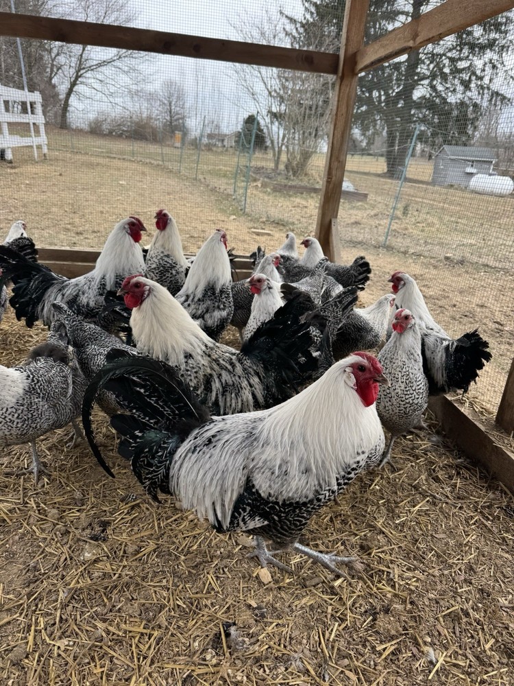 12 +  Silver Deathlayer Chicken fertile hatching eggs. NPIP Cerified