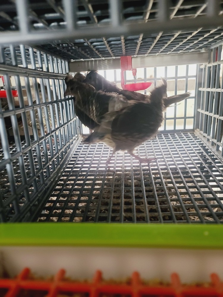 25 Blue Scale Quail Hatching Eggs