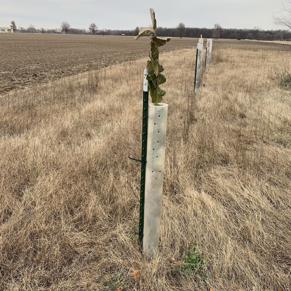 5 USA Made 24” MIRACLE TUBE TREE PRO SHELTERS/TREE PROTECTORS, Non-Split Nested