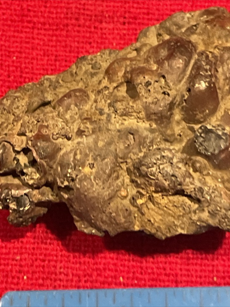 prehistoric Sea animals, Fossilized