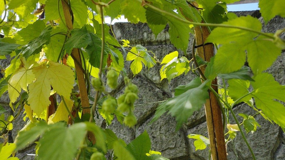 Hop rhizomes (Cascade,Chinook,Comet)