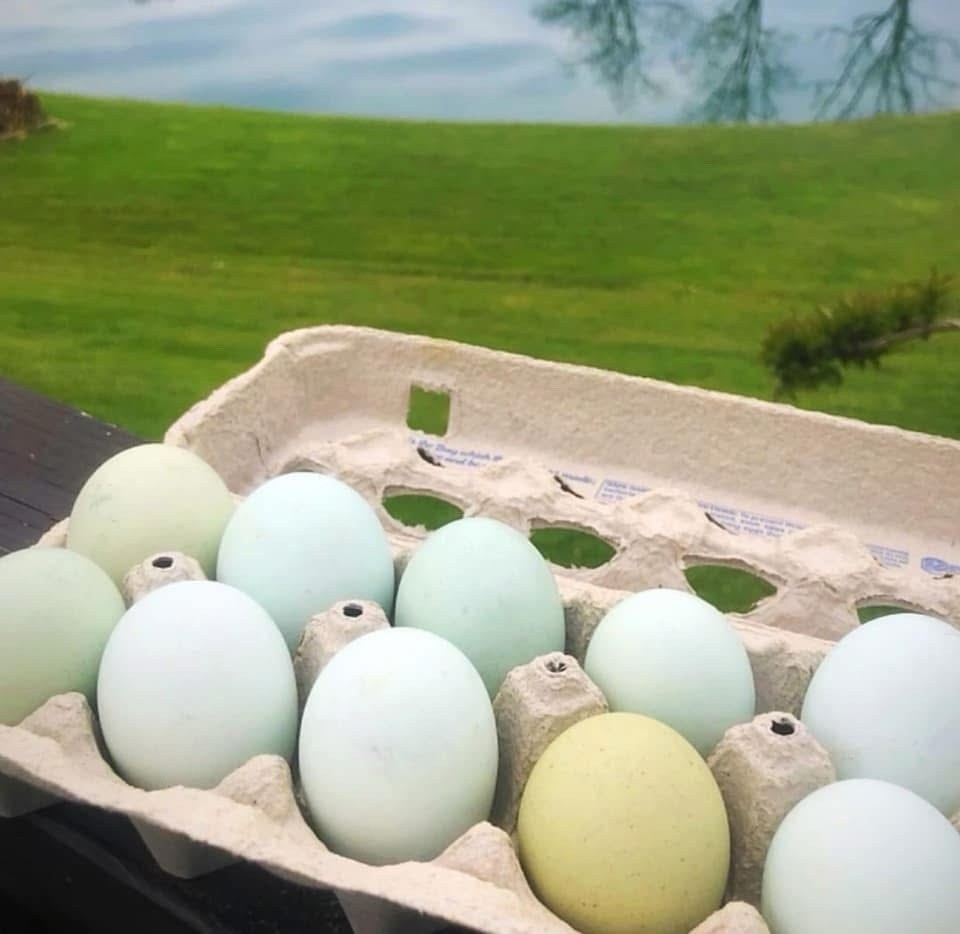 18 Olive Egger Hatching Eggs