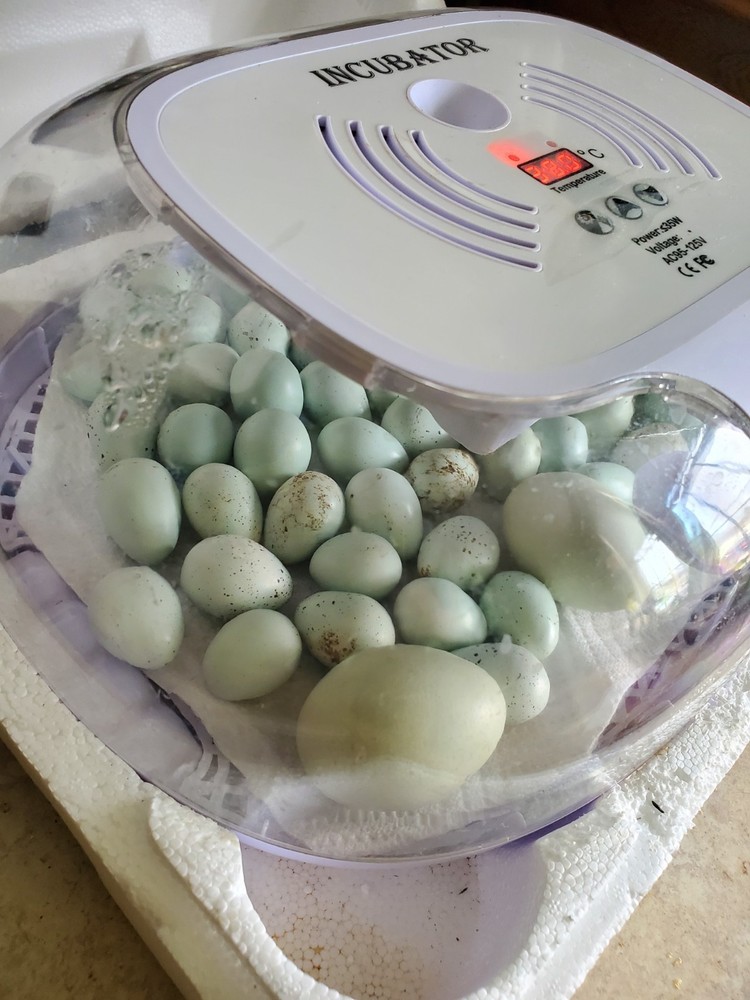 12 guail hatching celadon blue eggs