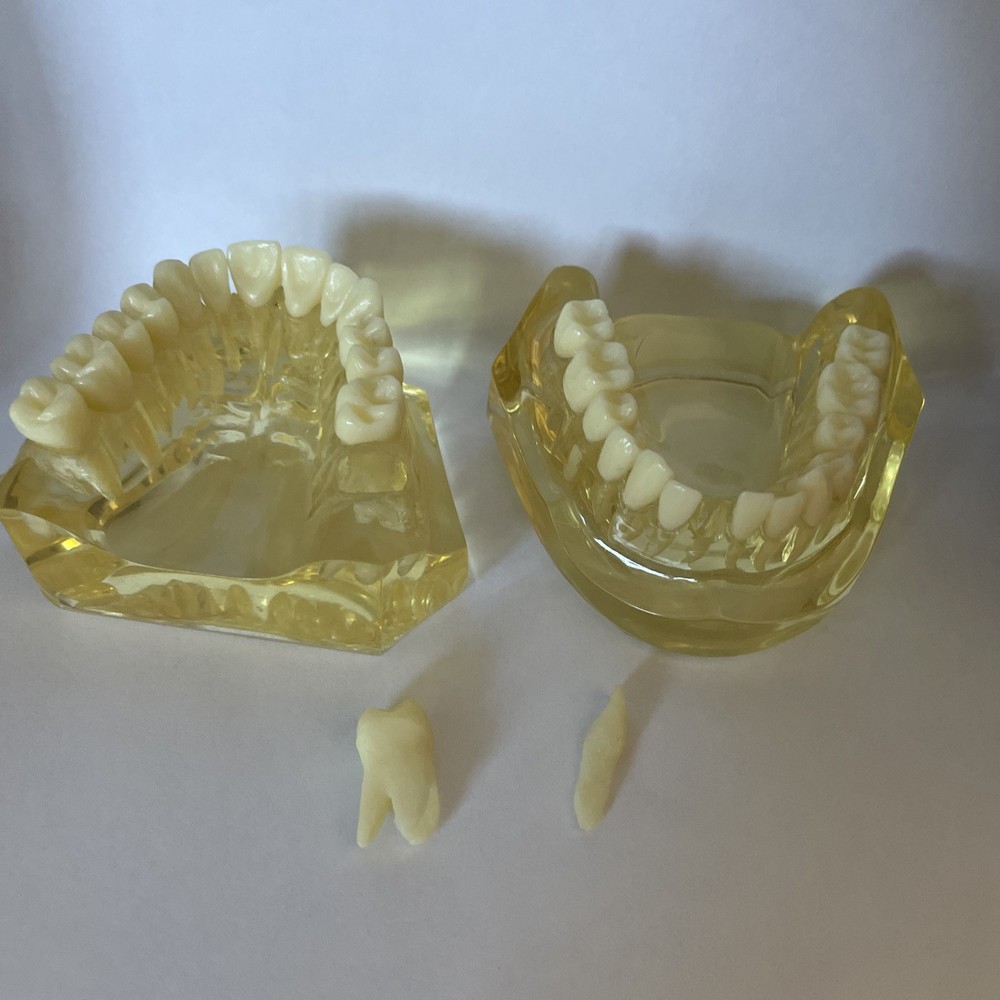 Dental Morphology Study Typodont Teeth Model Removable Teeth Teaching Model