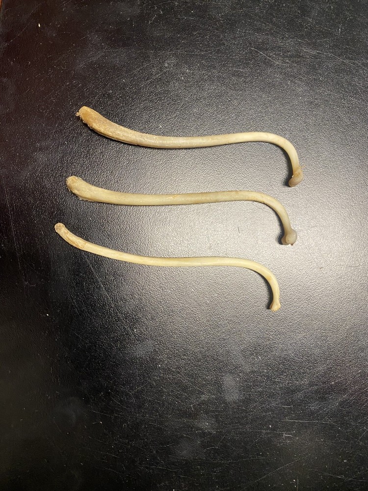 COON DICK for 1 Raccoon Baculum REAL Authentic Tooth Pick /Moonshine