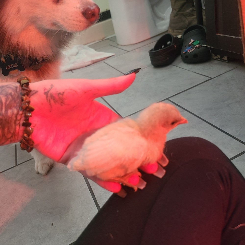 Bantam mystery egg Hatch 18 eggs