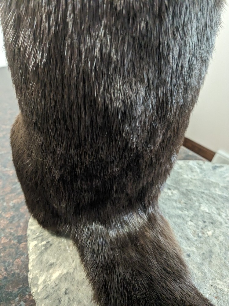 River Otter Taxidermy Life Size Mount