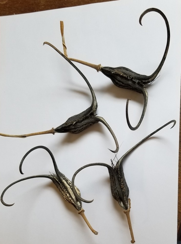 DEVIL CLAW DEVILS CLAW DEVIL'S CLAW DEVIL TALON SATANS CLAW SATANS TALON