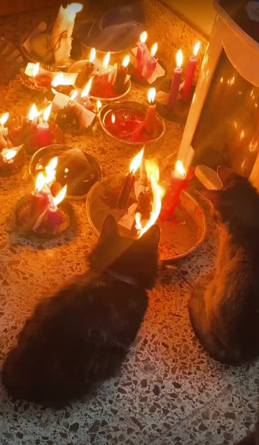 Pet Protection Spell