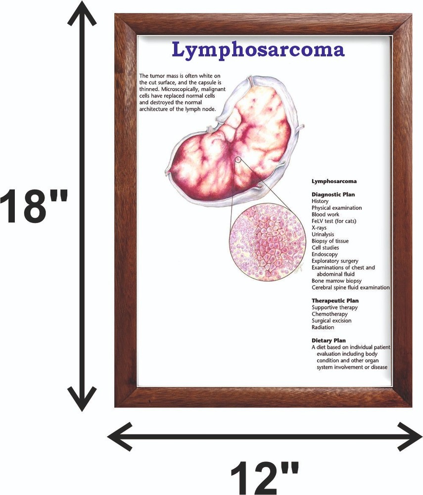 Lymphosarcoma Chart 12x18 inches