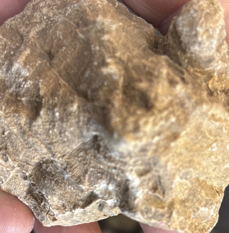 Petrified Coral End Polished