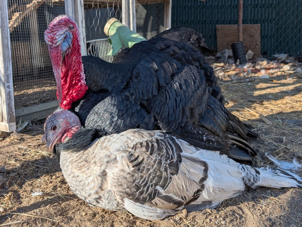 Heritage Turkey Eggs 6 Fertilized, Barnyard Mix, Cold Hardy