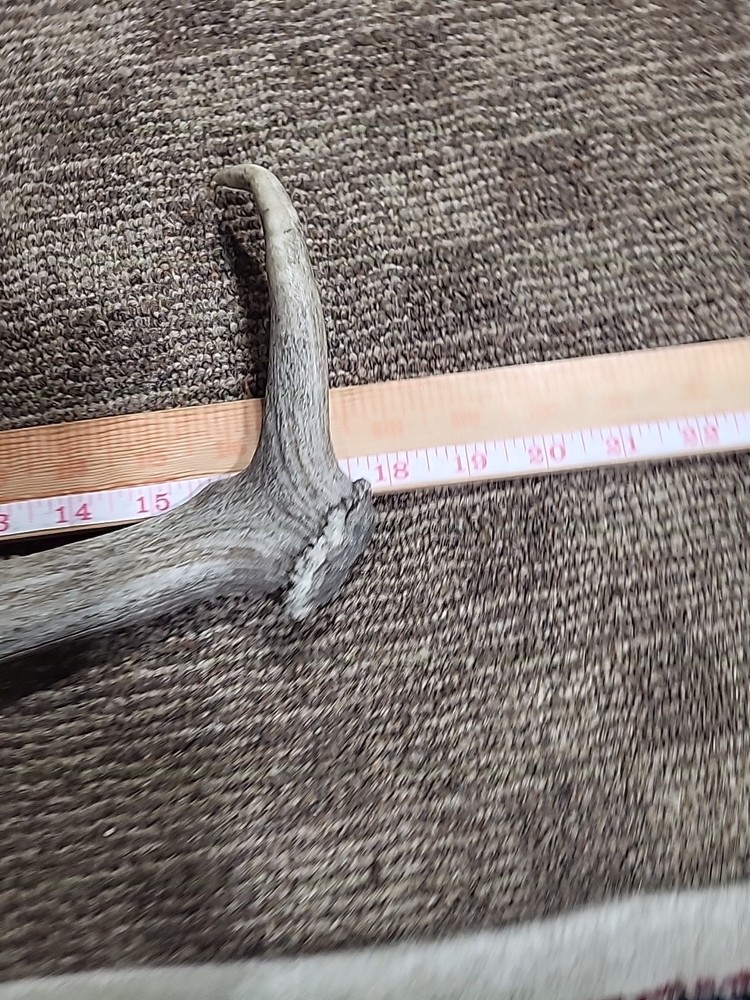 Aged Moose Antler 18"