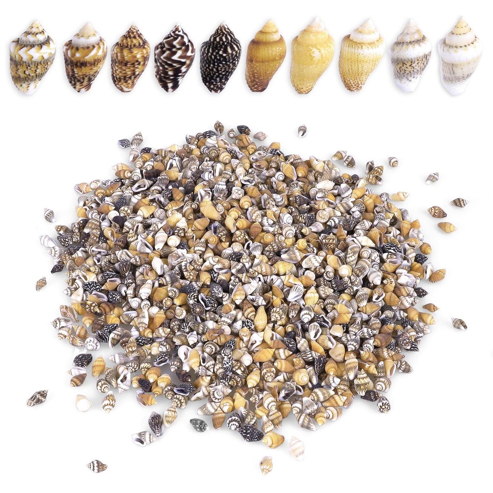 2000 PCS Tiny Mini Small Sea Shells for Crafting seashells, Tiny/2000pcs