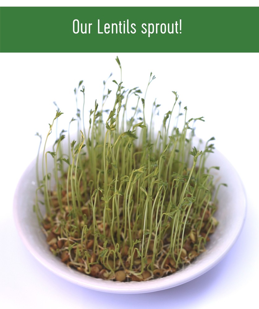 Brown Lentils | 15 LB