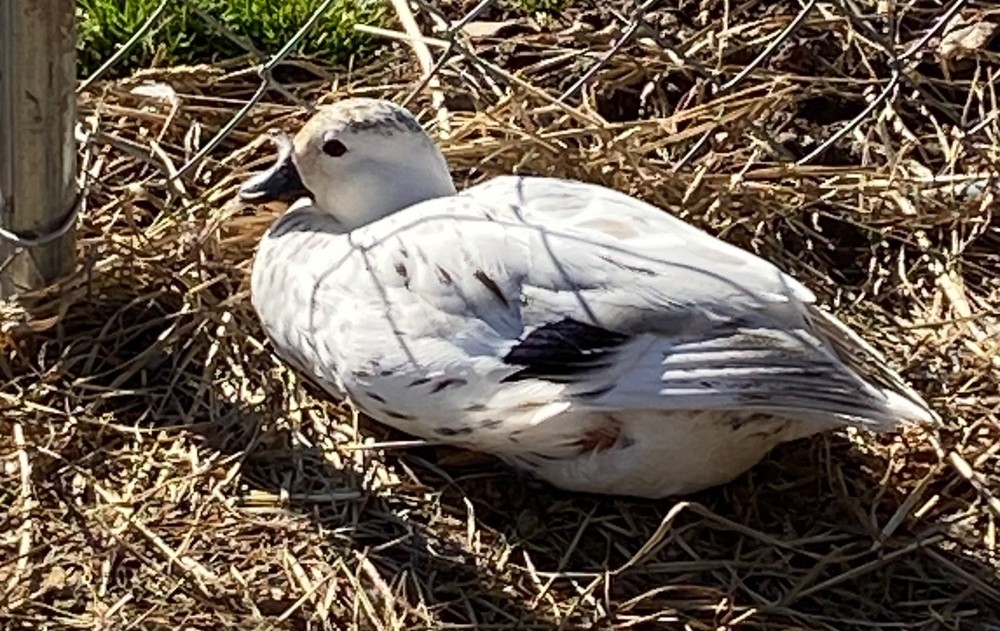 🐣CALL DUCK EGGS 🌷Ready 2 Ship! Three (3) + Assorted