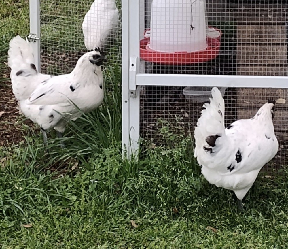 F2 Zombie Hatching Eggs (6) NPIP Certified