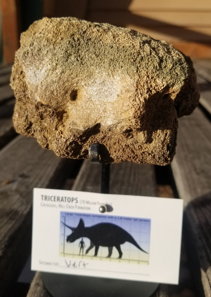 Nice Triceratops Vert Section Fossil Specimen Cretaceous Hell Crk MT Recent Dig