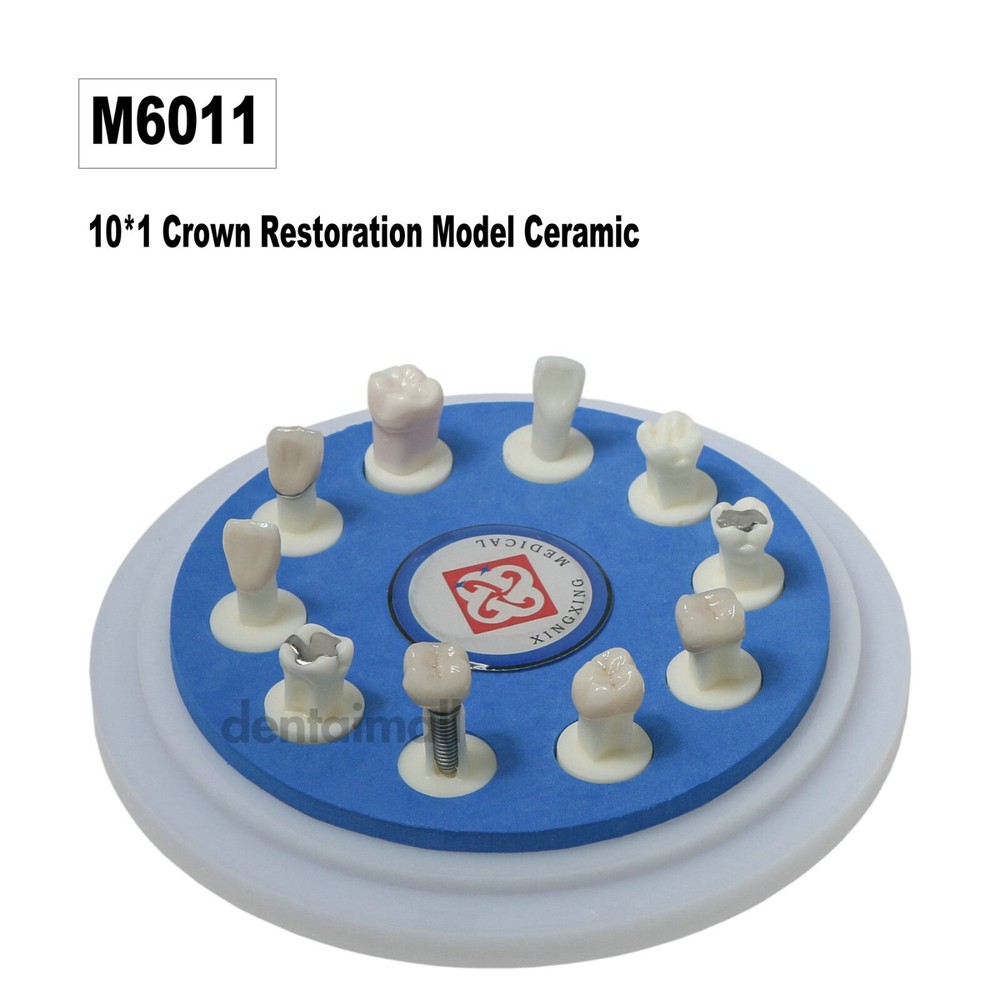 Dental Multi Typodont Teeth Model for Implant Pathological Restoration Practice