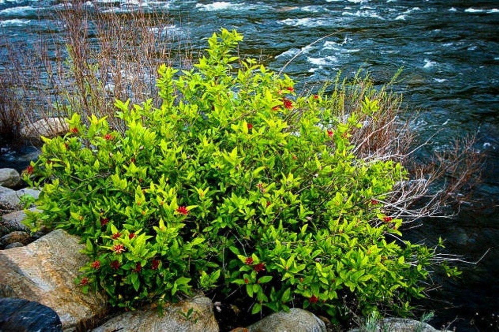 1 Northern Spice 6-12" Bush Starter Plant Bare Root