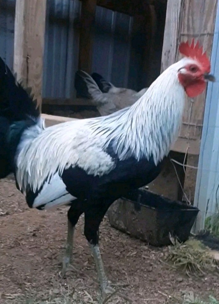 12 Chicken Hatching Eggs.