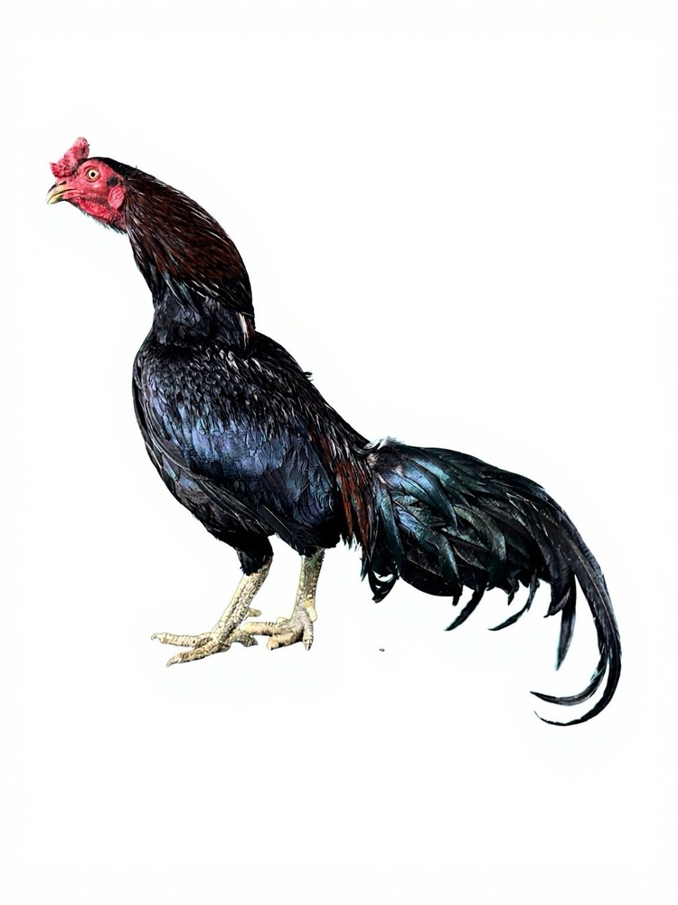 12+ Chicken Hatching Eggs