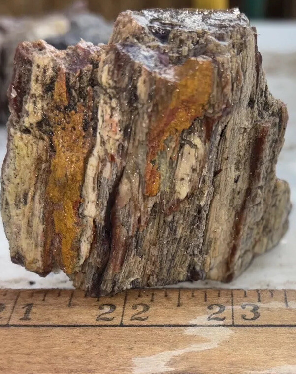 Silver Creek Junction petrified wood