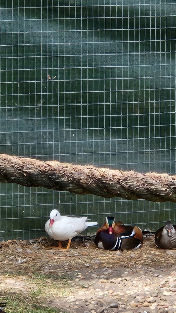Pre sale Mandarin duck hatching eggs